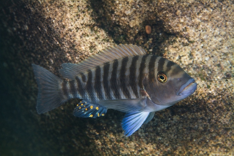 Petrochromis fasciolatus 'Katete'